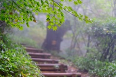 登山道