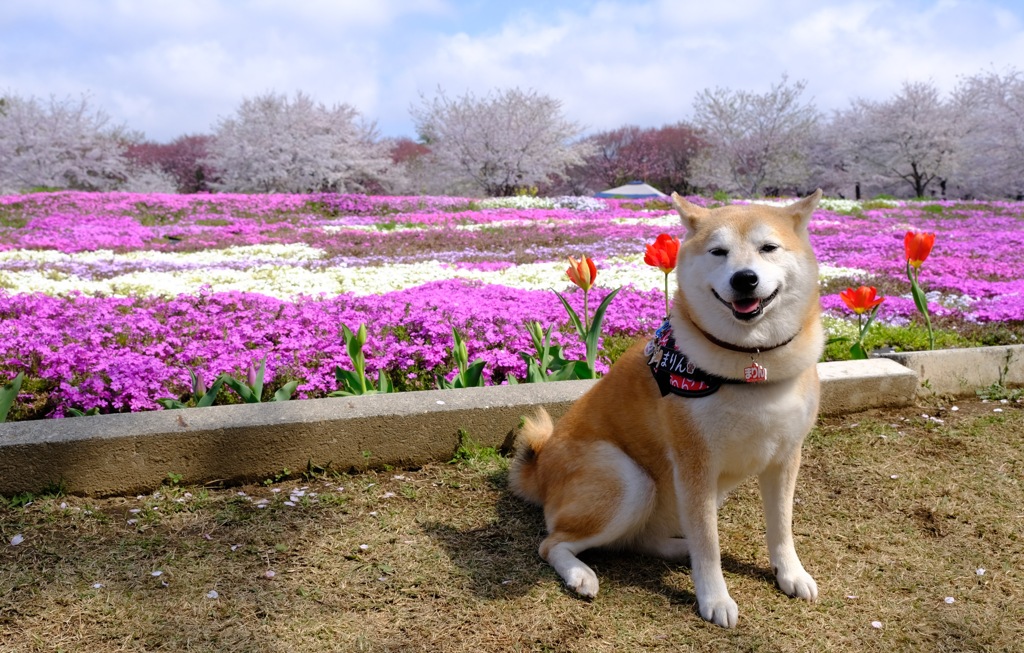 赤城南面千本桜③