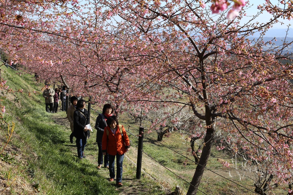 河津さくら③