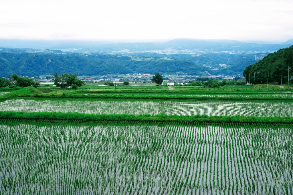 高地の水田