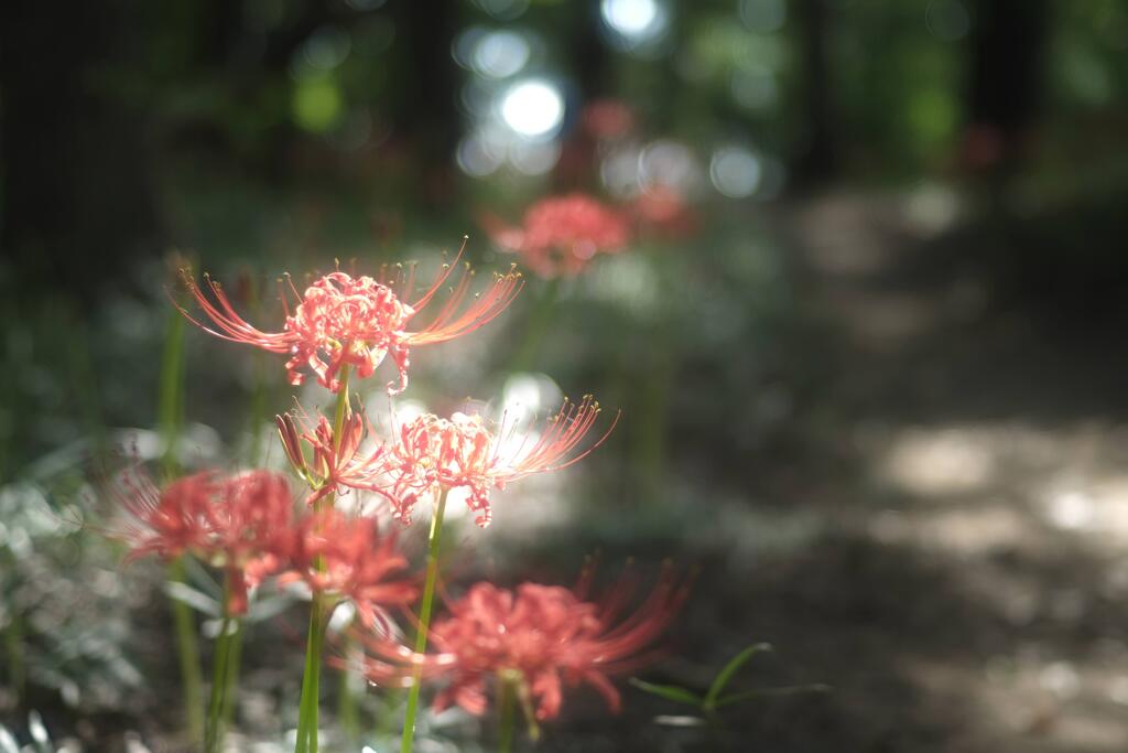 曼珠沙華⑤