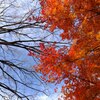 紅葉と落葉