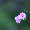 寒桜？