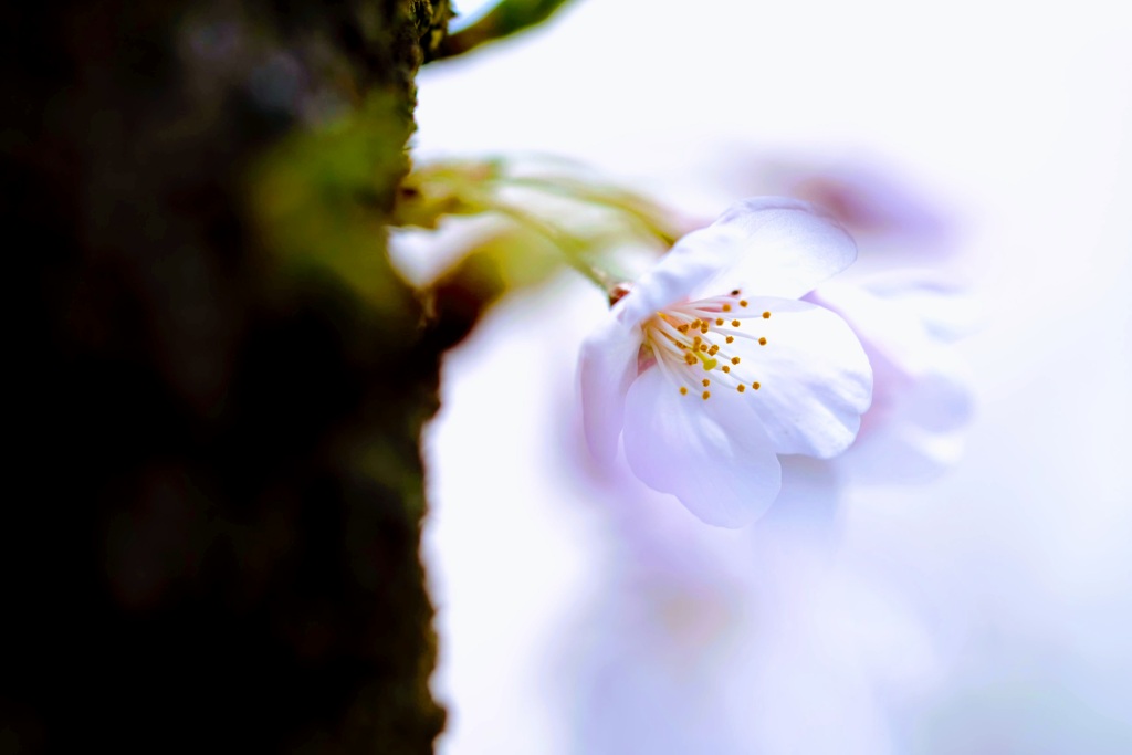 赤城南面千本桜②