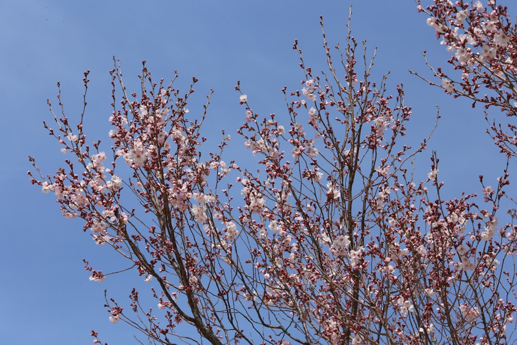 五分咲きのおかめ桜