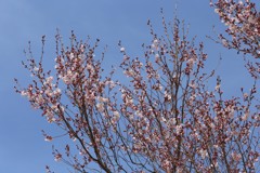 五分咲きのおかめ桜