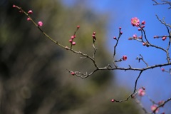 青空に映えて⑦