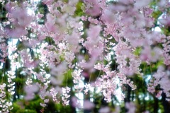 しだれ桜