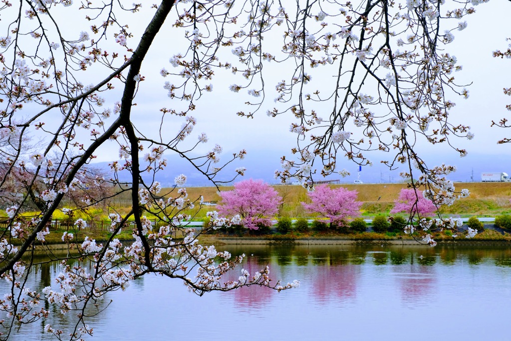 雨天の桜①