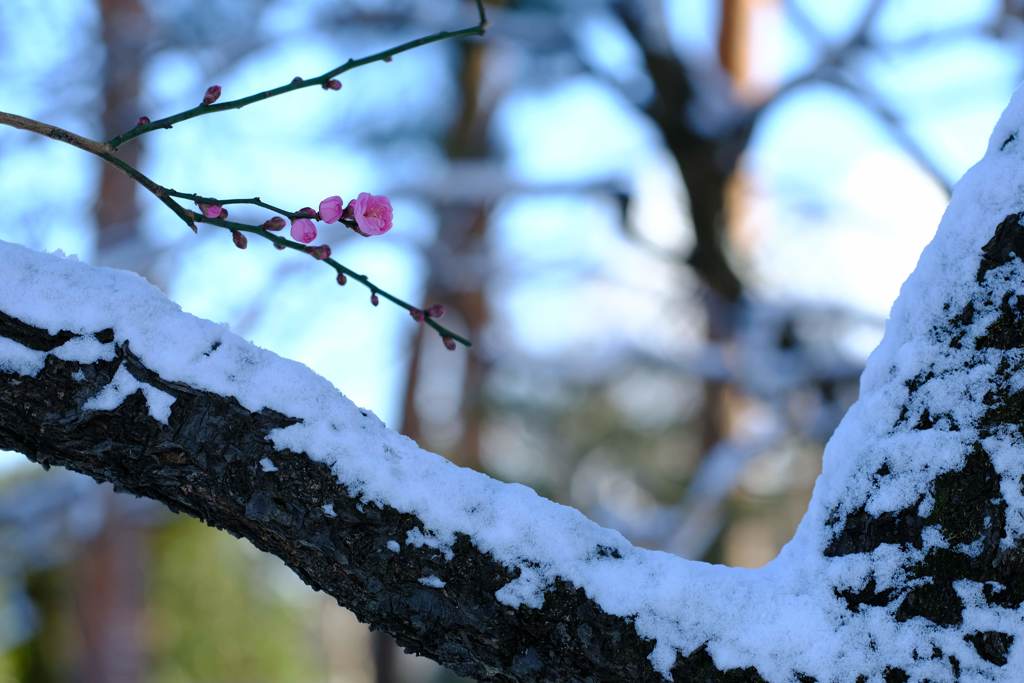 雪化粧②