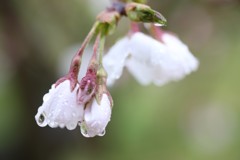 春雨①