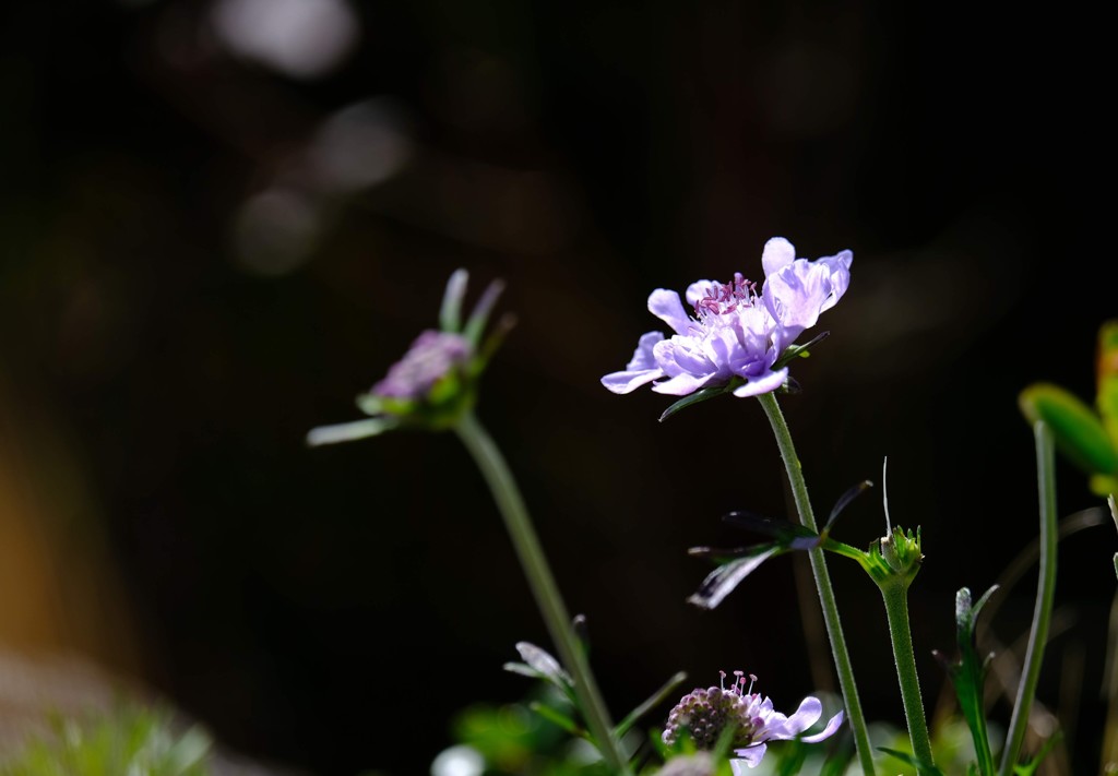 池の平湿原の花①