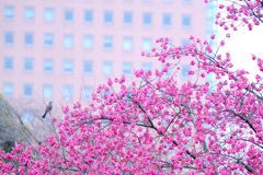 鳥のいる風景