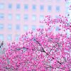 鳥のいる風景