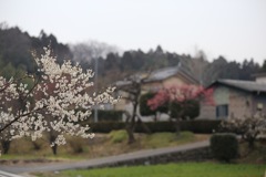 山里にも春が！