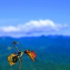 トンボの目線