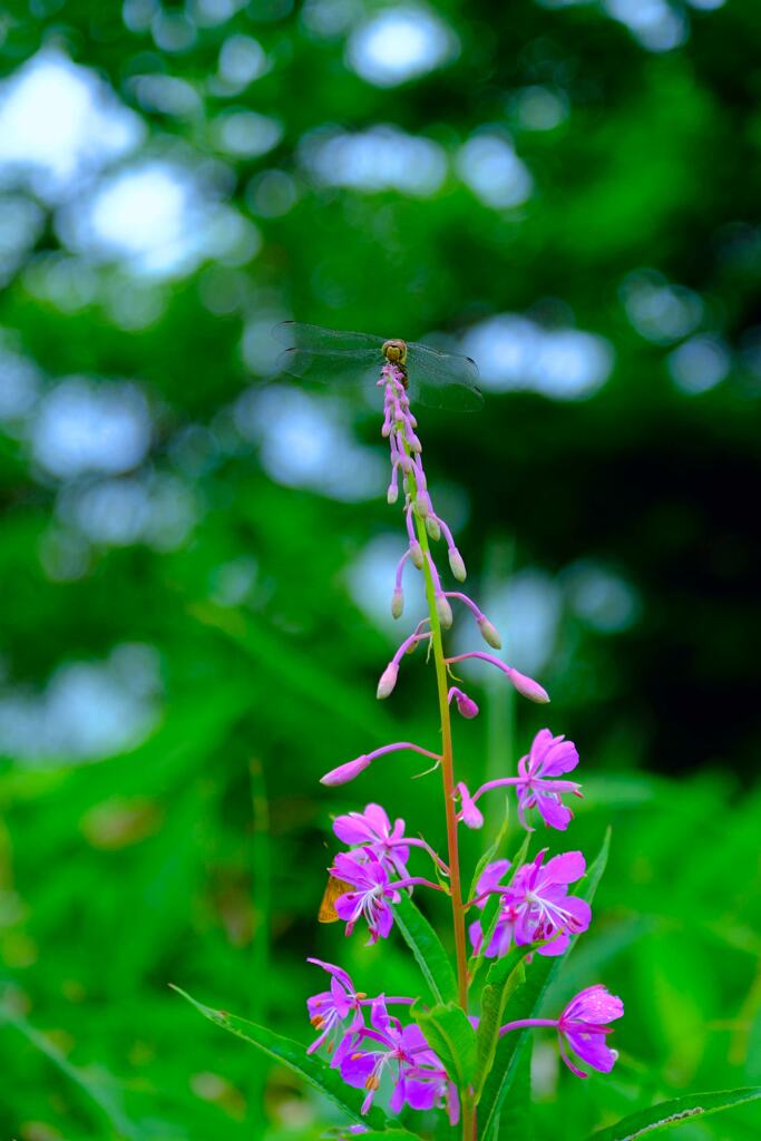 登山道の花②