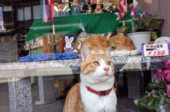 増田蔵の街の招き猫（？）