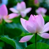 蓮②
