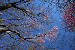 荒山高原のアカヤシオ③