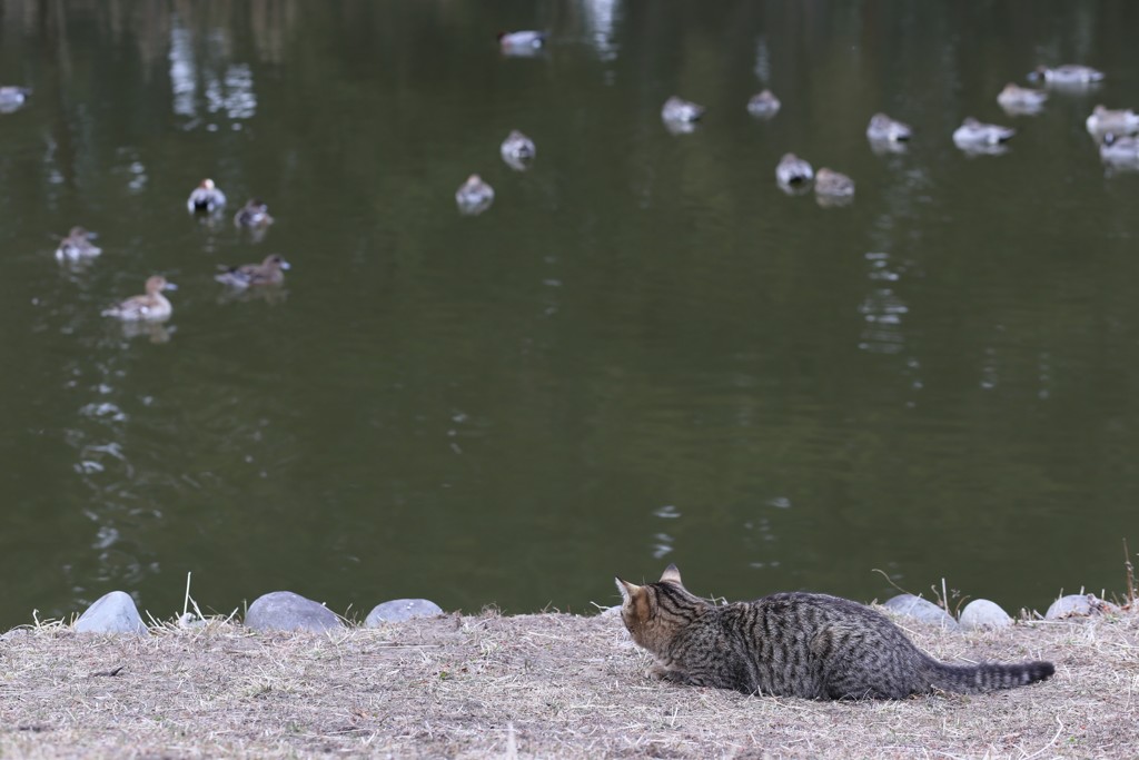 狩猟本能