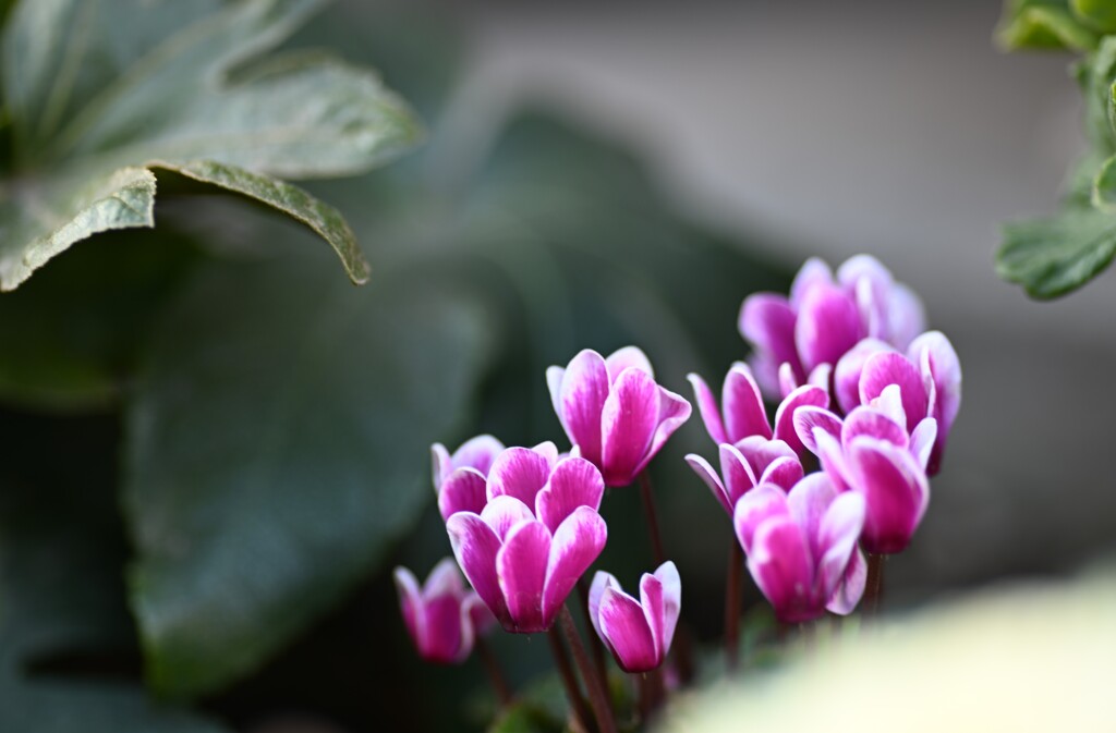 ミニシクラメン