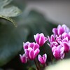 ミニシクラメン