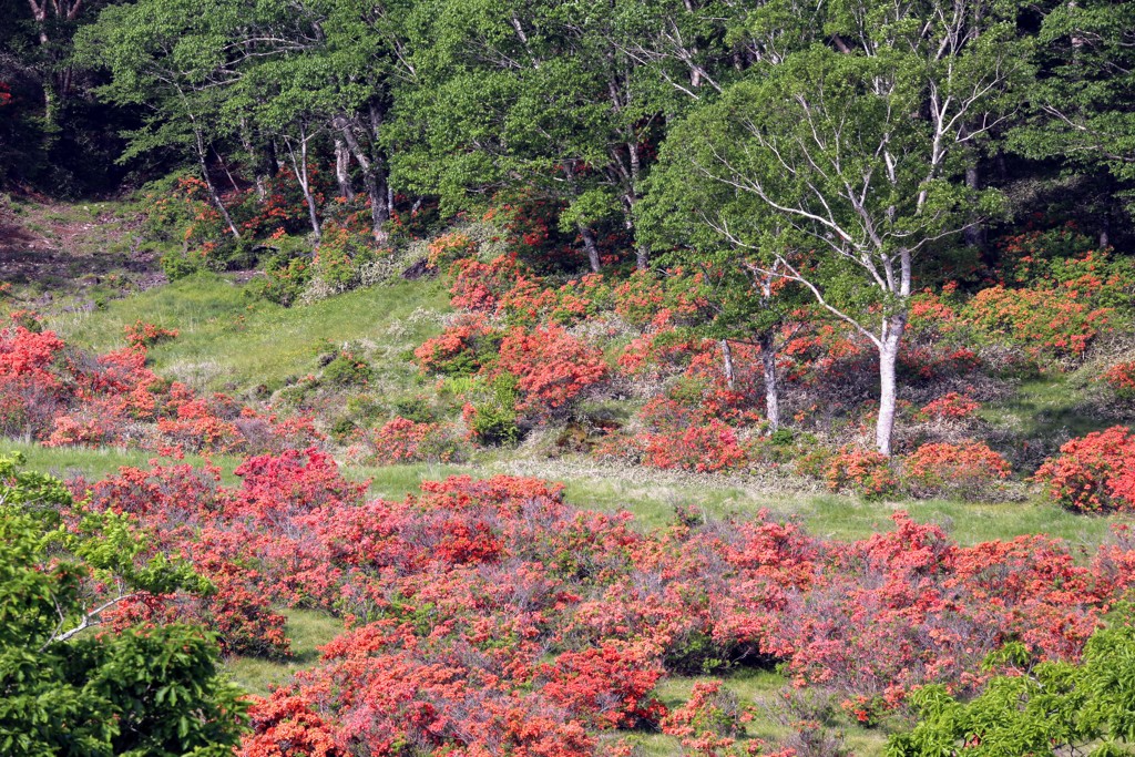 赤城山のレンゲツツジ①