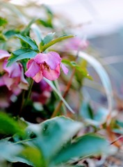 3月17日　庭の花②