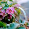 3月17日　庭の花②