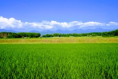 初夏から真夏へ