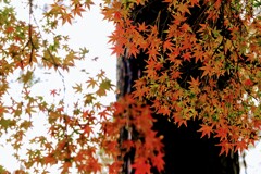 敷島公園の紅葉⑥