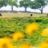 くつろぎの風景