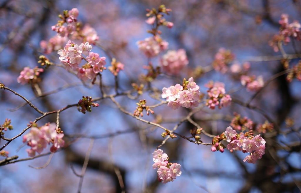 河津桜