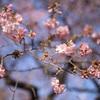 河津桜