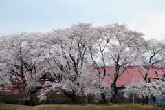 沼田公園③