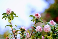 我が家にも春が!①