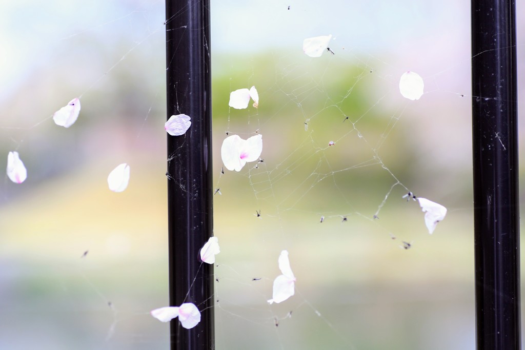 蜘蛛の糸