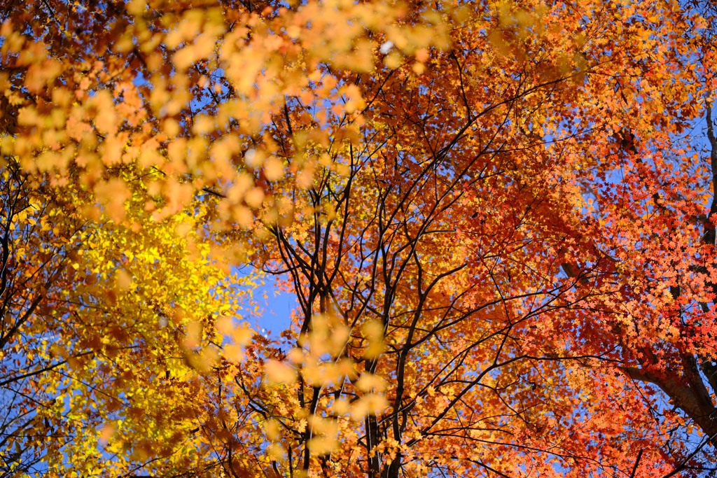 赤城自然園の紅葉④