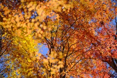 赤城自然園の紅葉④