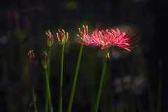 曼珠沙華④