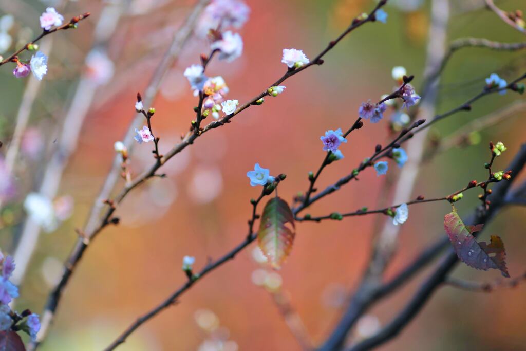 冬桜②