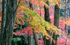 赤城自然園の紅葉①