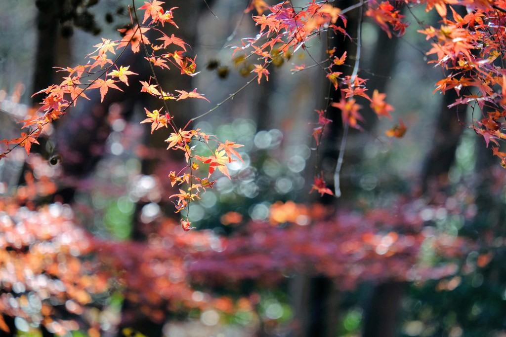 紅葉最終章①
