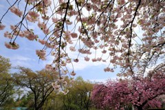 八重桜③