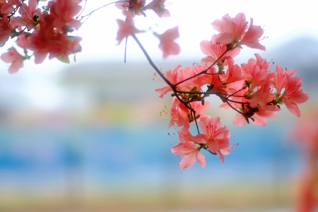 つつじが岡公園⑨