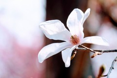 木蓮