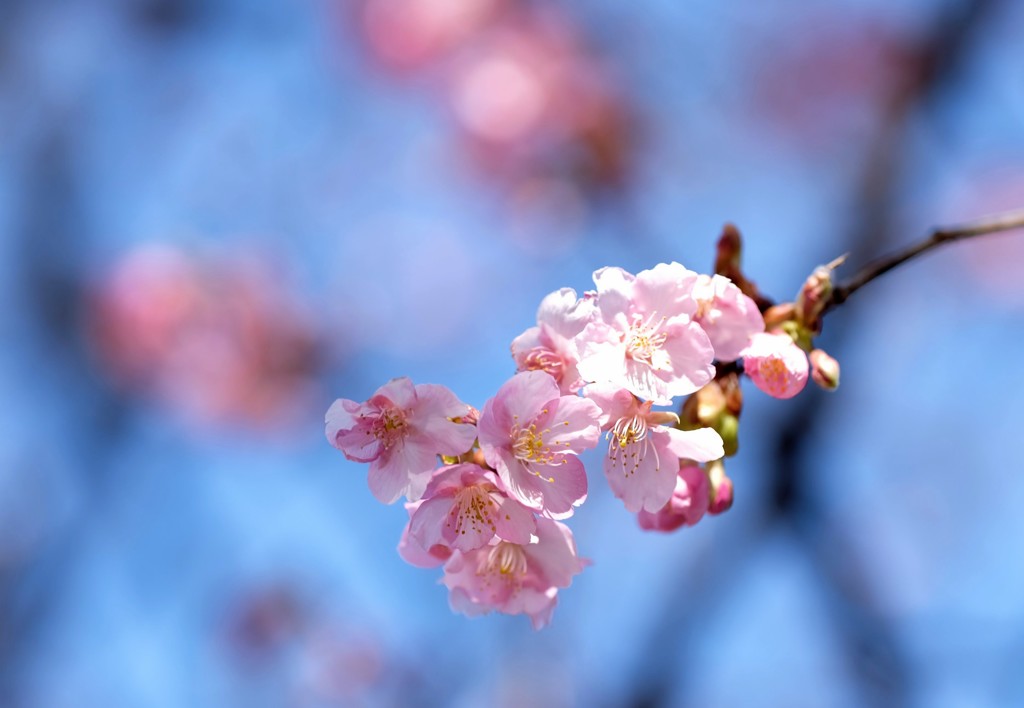 河津桜②