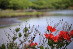 覚満淵のレンゲツツジ