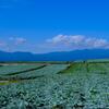 高原農場